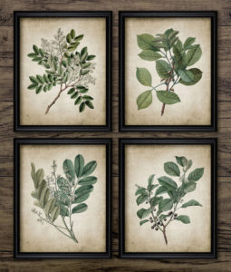 Botanical Artwork