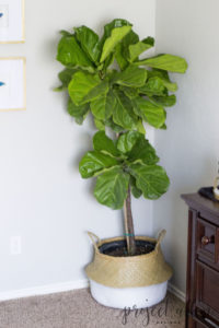 Project Allen Designs How To Keep A Fiddle Leaf Fig Alive!