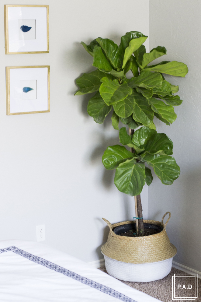 Fiddle Leaf Fig Care. Fiddle leaf fig watering instructions, Keep fiddle leaf fig alive