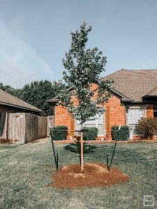 how to choose a tree for the front yard