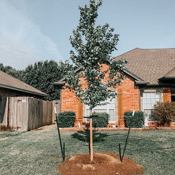 Choosing A New Tree For The Front Yard