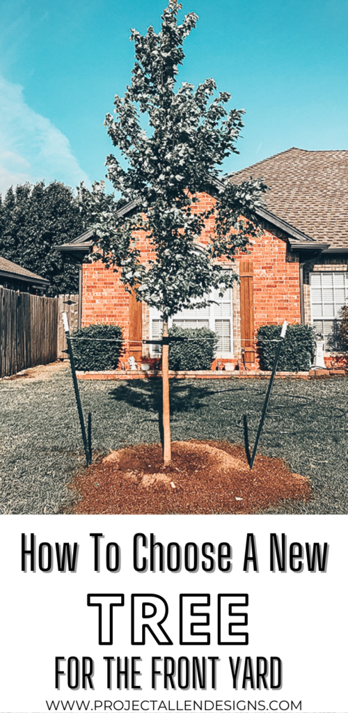 How to choose a tree for the front yard