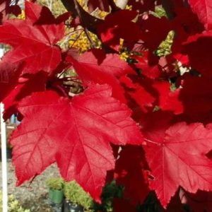 How to choose a new tree for the front yard-October Glory Maple Tree