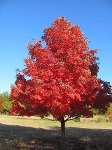 how to choose a tree for the front yard-caddo maple tree