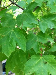 How to choose a new tree for the front yard-October Glory Maple Tree