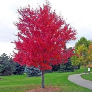 how to choose a tree for the front yard