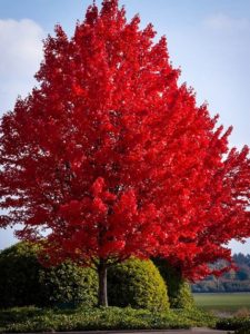 how to choose a tree for the front yard-October Glory Maple Tree